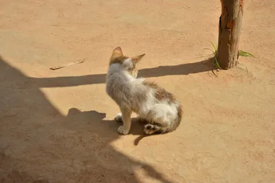 DSC_5328 (Large).JPG